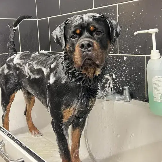 Rottweiler