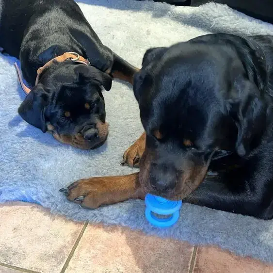 Rottweiler