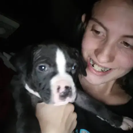 Staffordshire Bull Terrier