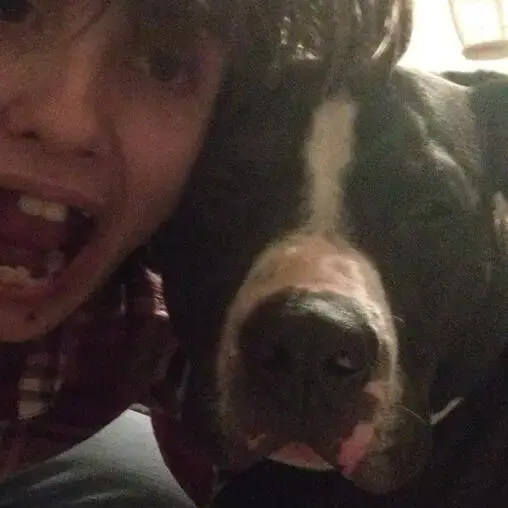 Staffordshire Bull Terrier