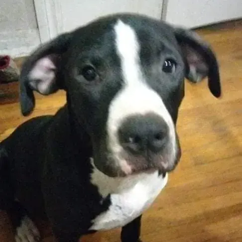 Staffordshire Bull Terrier