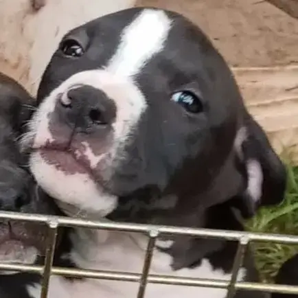 Staffordshire Bull Terrier