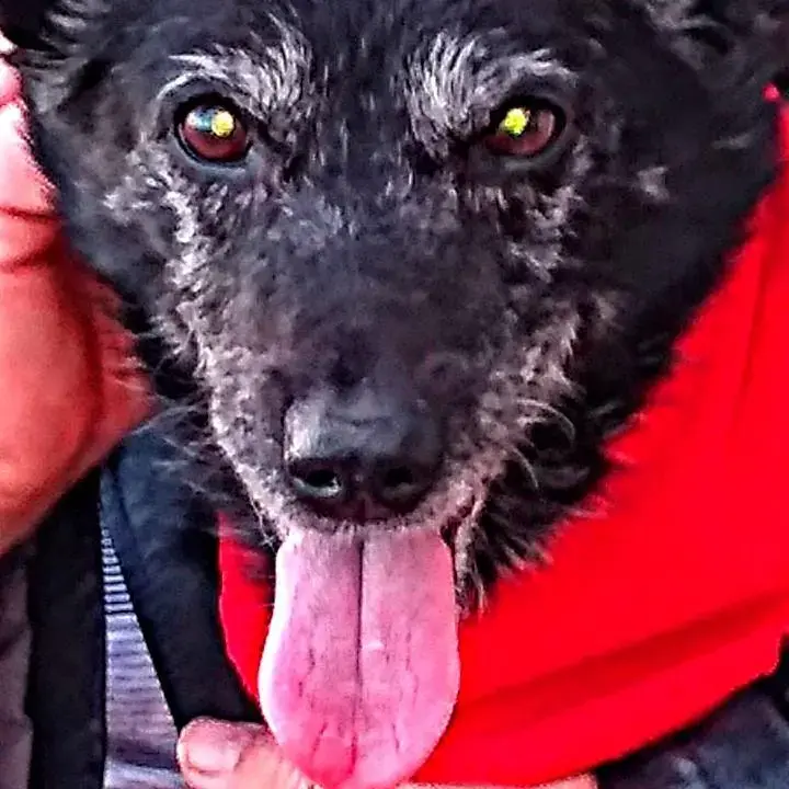 Border Collie