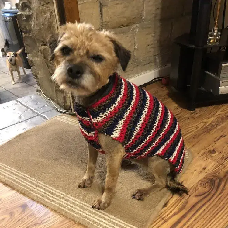 Border Terrier