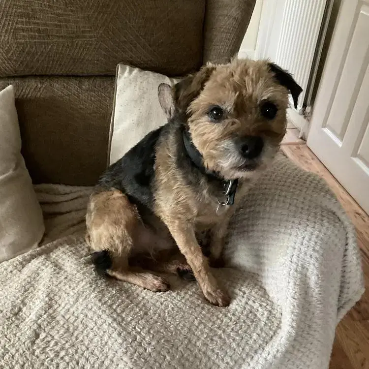 Border Terrier