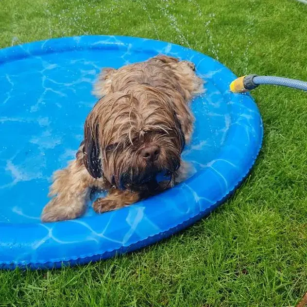 Shih Tzu