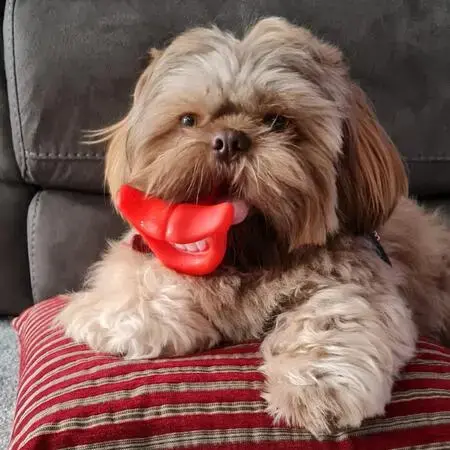 Shih Tzu