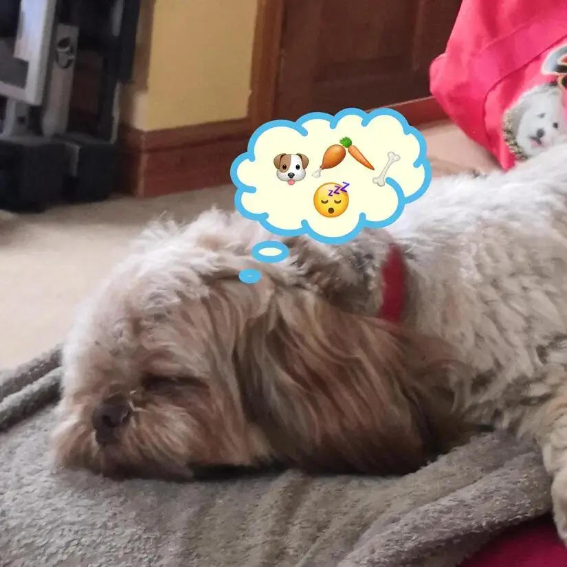 Shih Tzu
