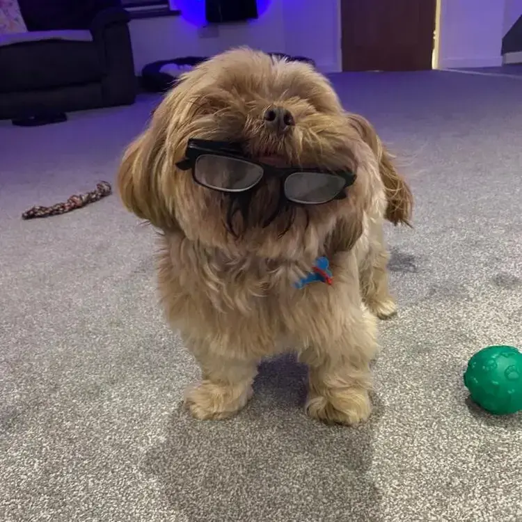 Shih Tzu