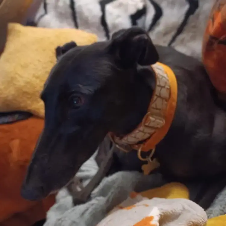 Greyhound