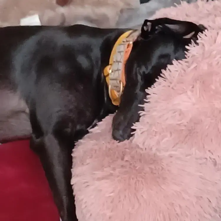 Greyhound