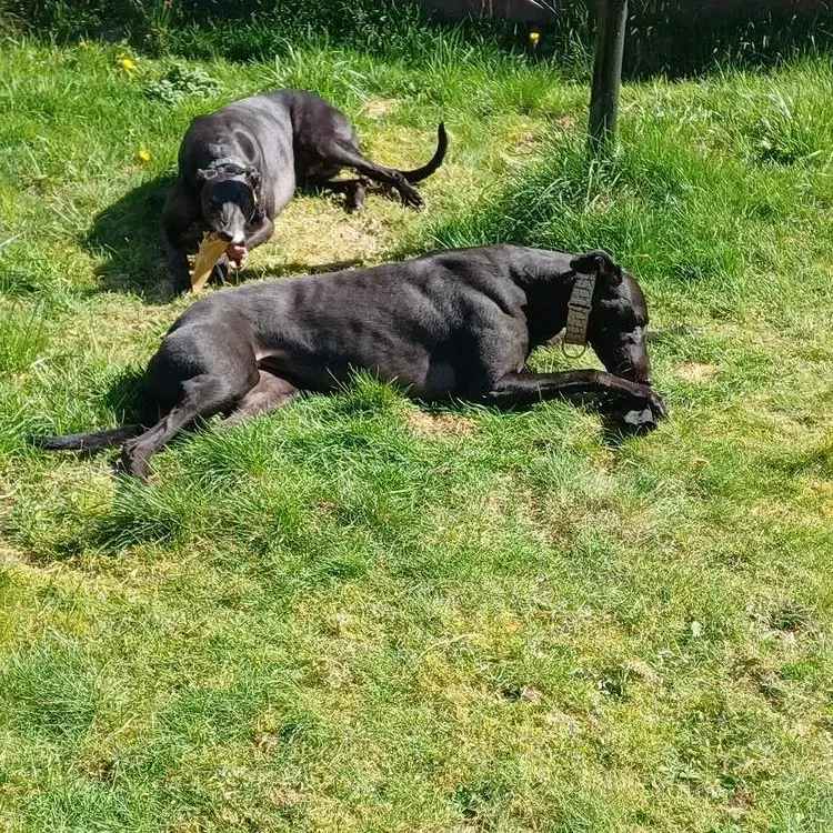 Greyhound