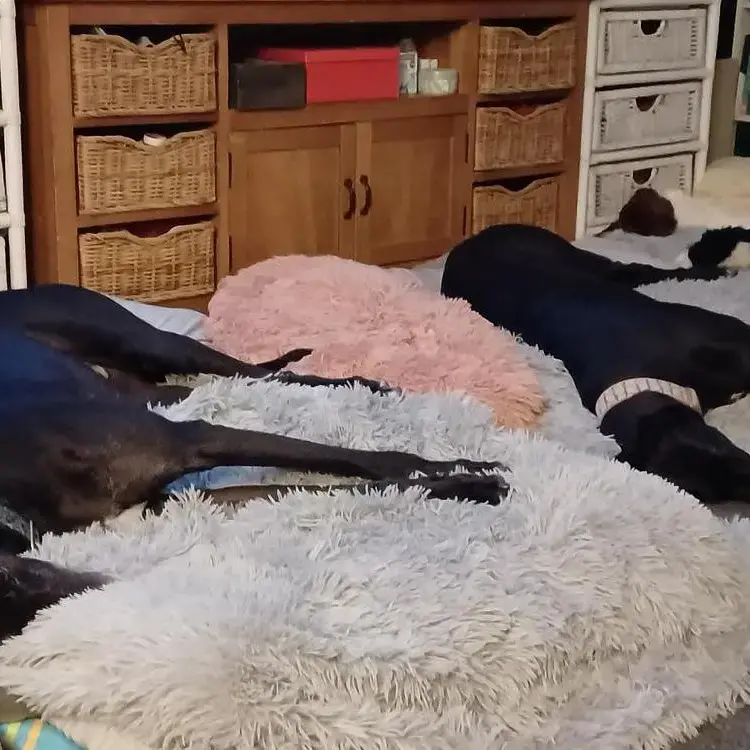 Greyhound