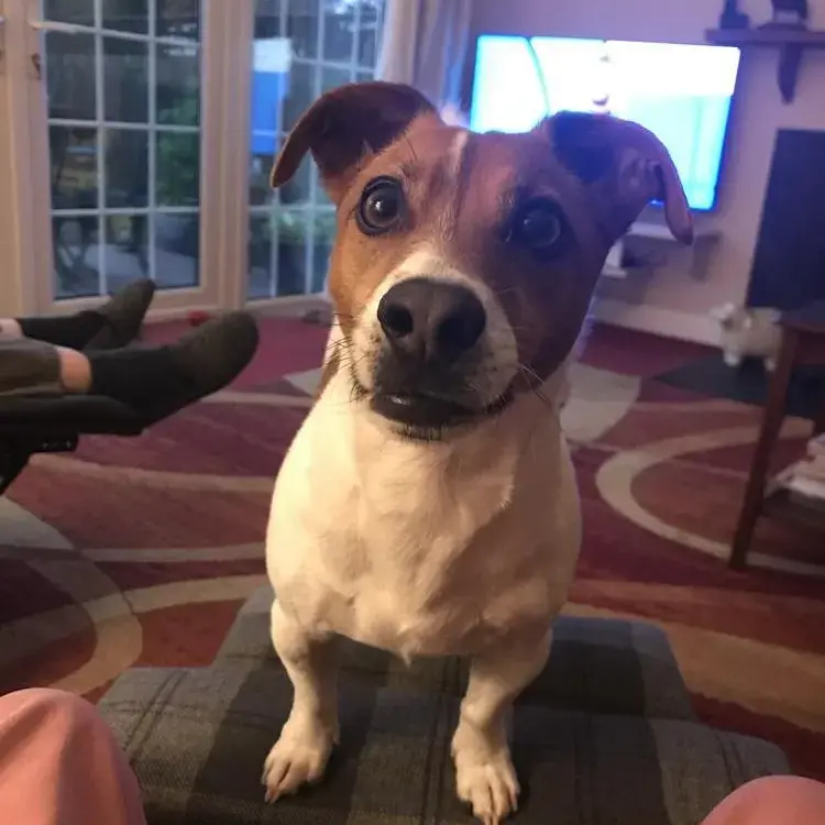 Jack Russell Terrier