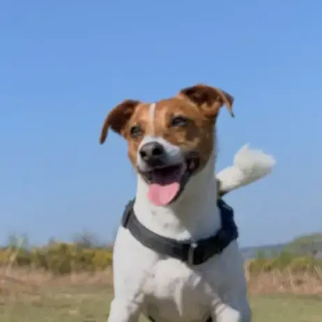 Jack Russell Terrier