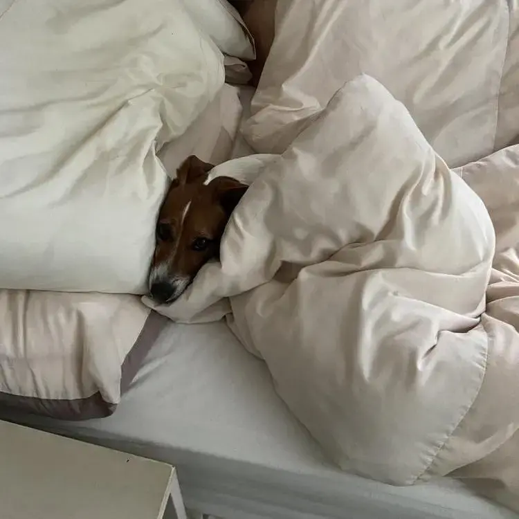 Jack Russell Terrier