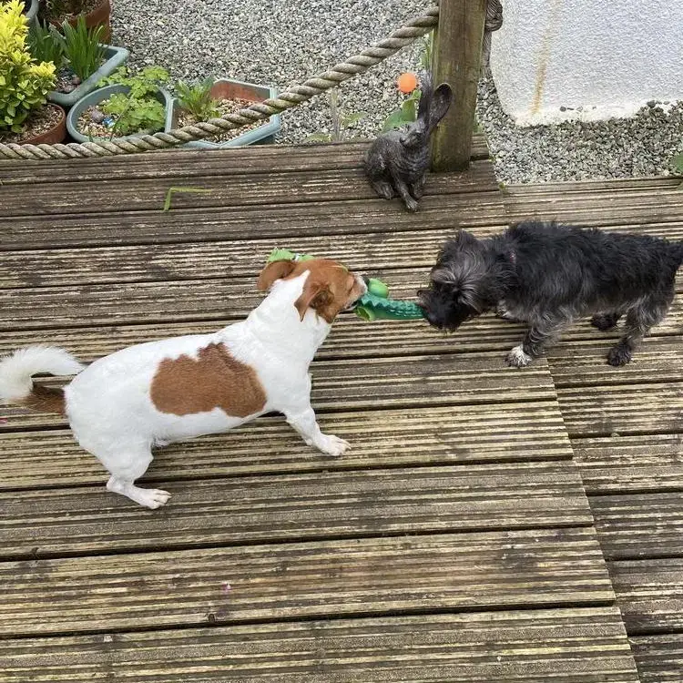 Jack Russell Terrier