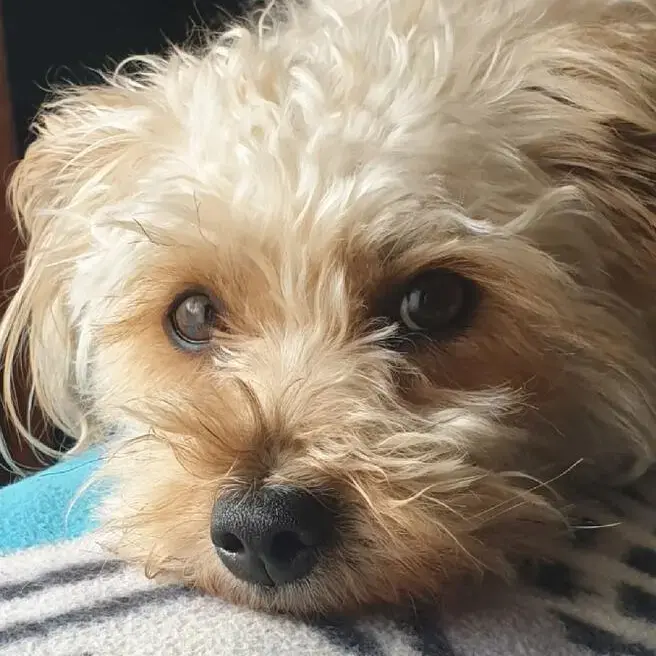 Bichon Frise