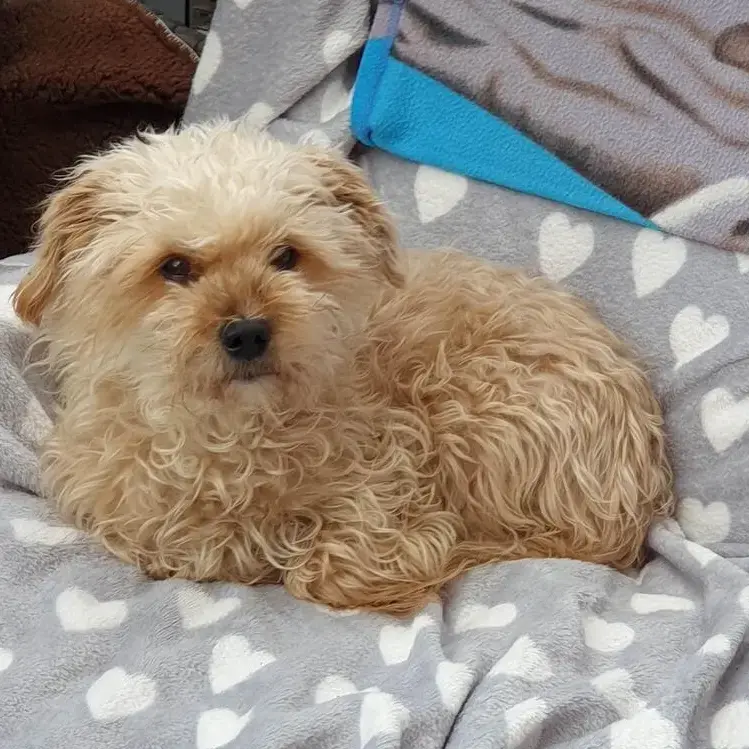 Bichon Frise