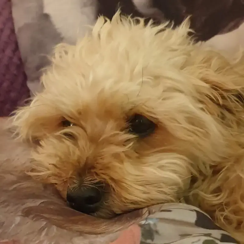 Bichon Frise