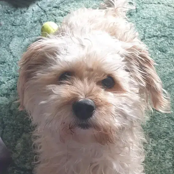 Bichon Frise