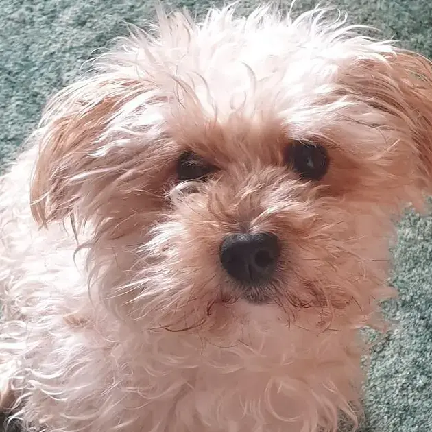 Bichon Frise