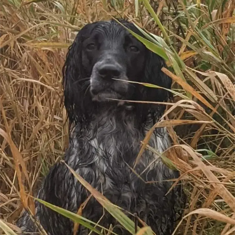 English Springer Spaniel