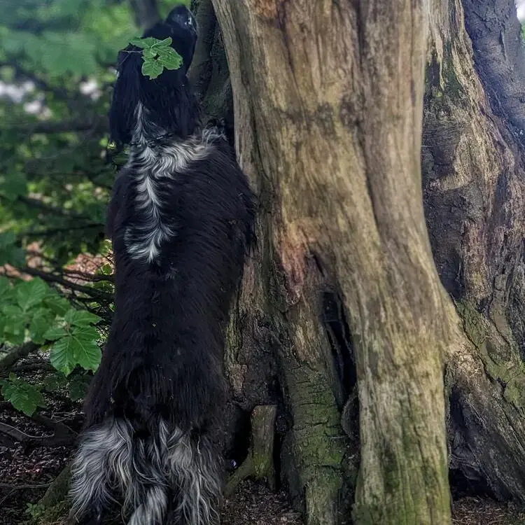 English Springer Spaniel