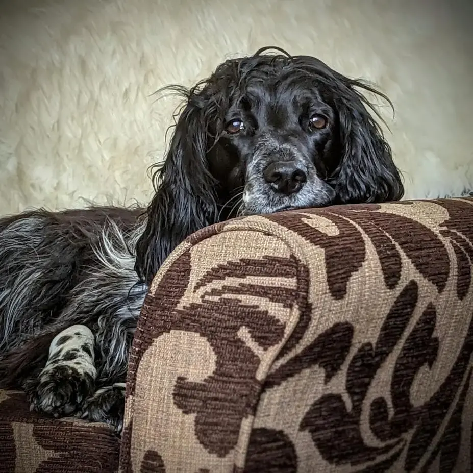English Springer Spaniel