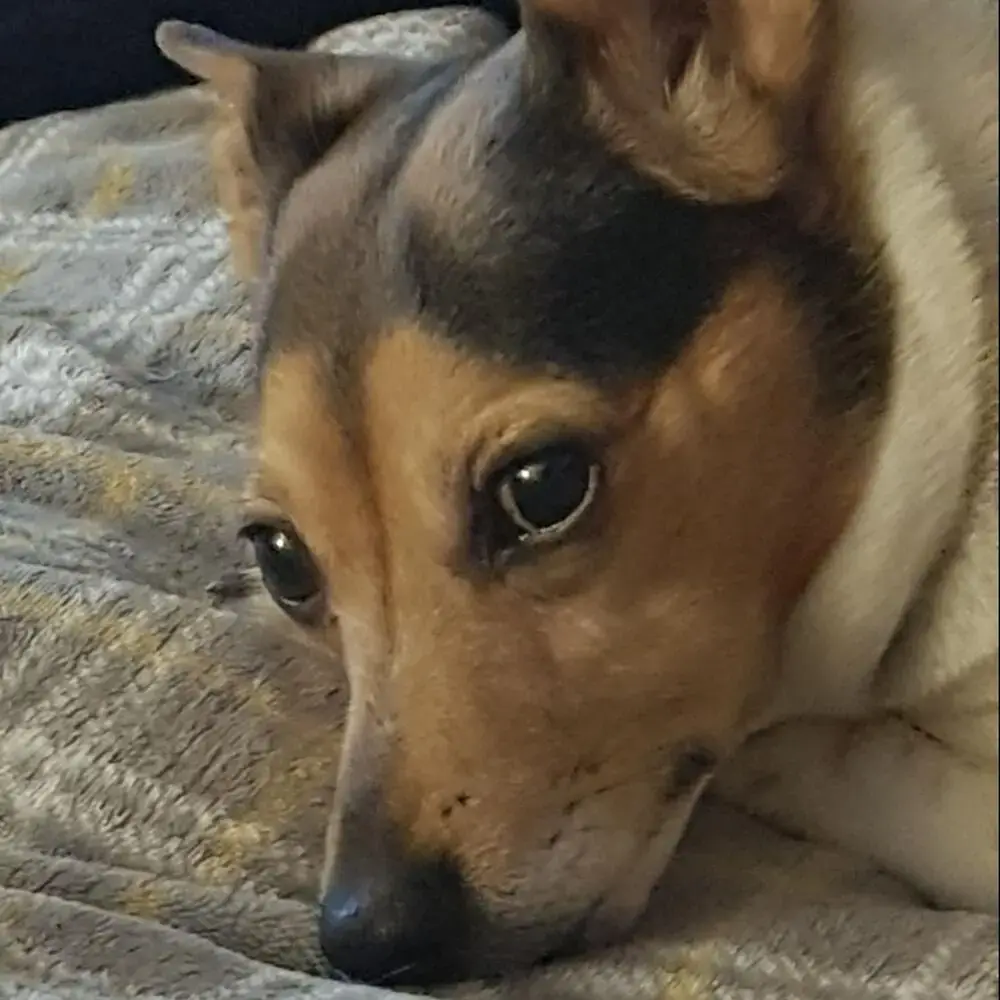 Jack Russell Terrier