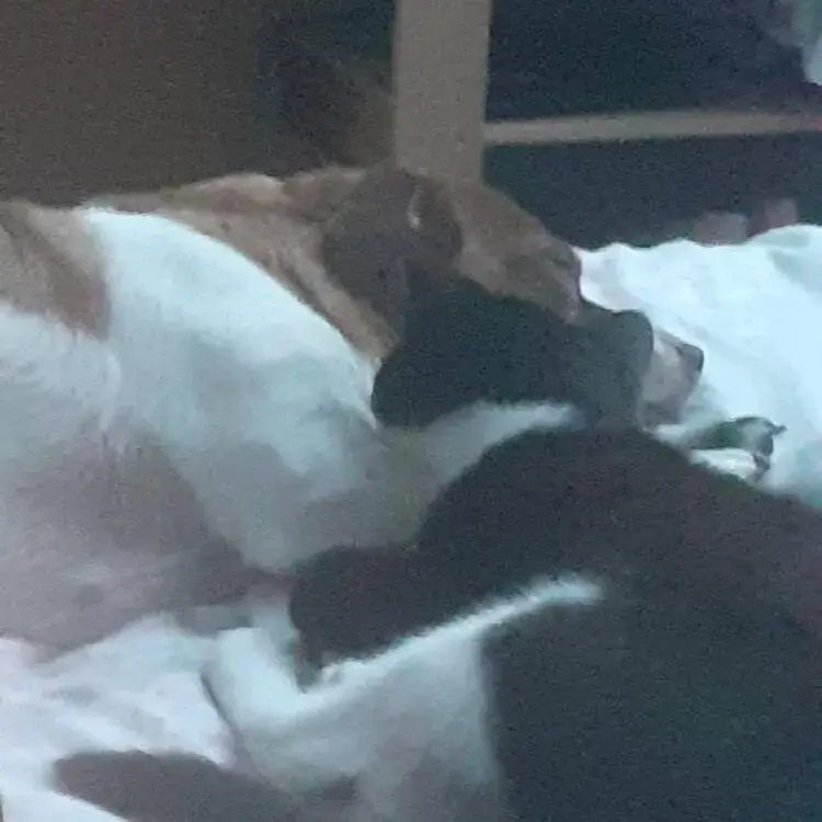 Jack Russell Terrier