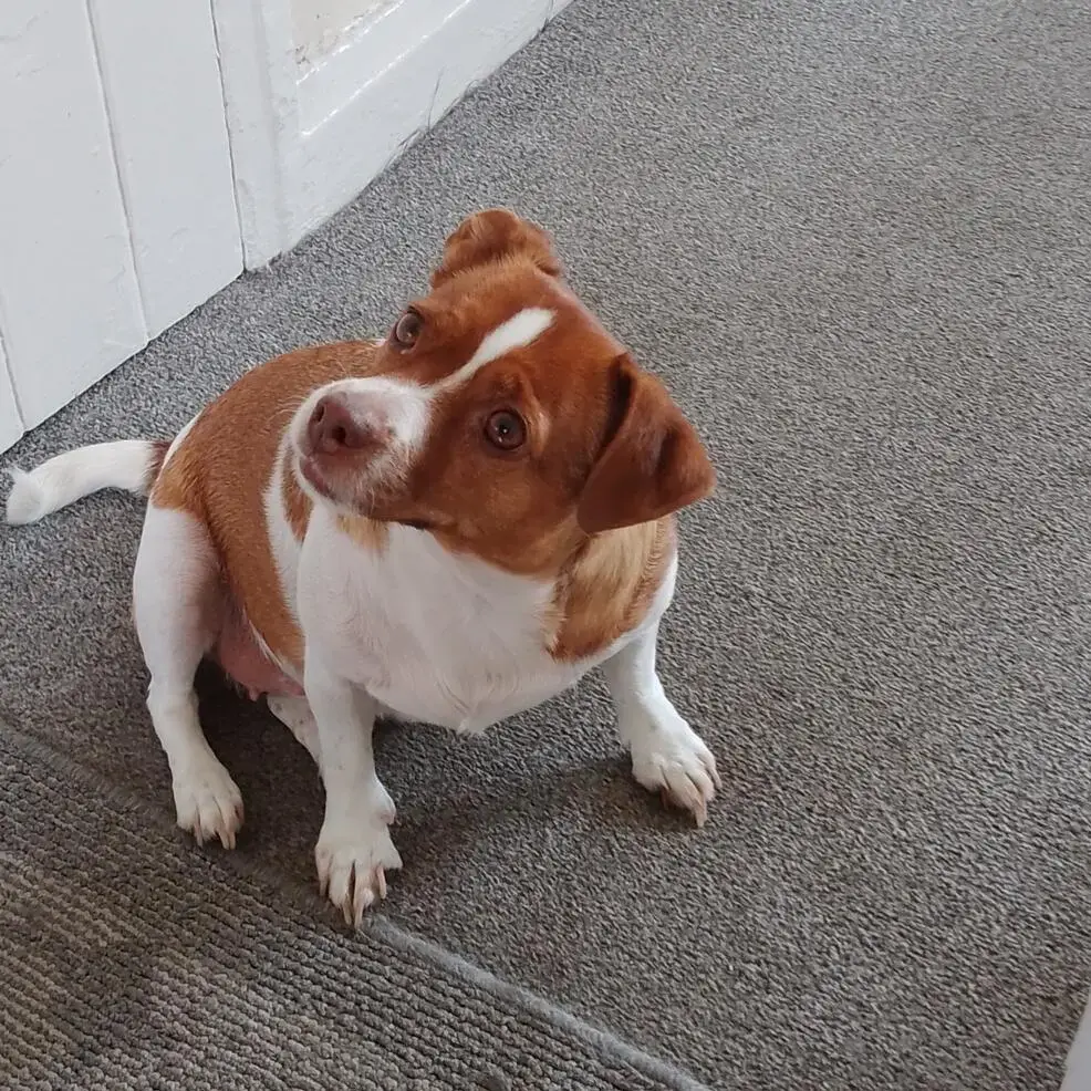 Jack Russell Terrier