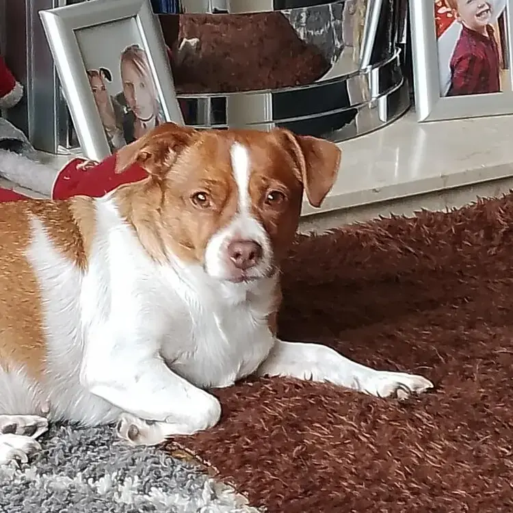 Jack Russell Terrier