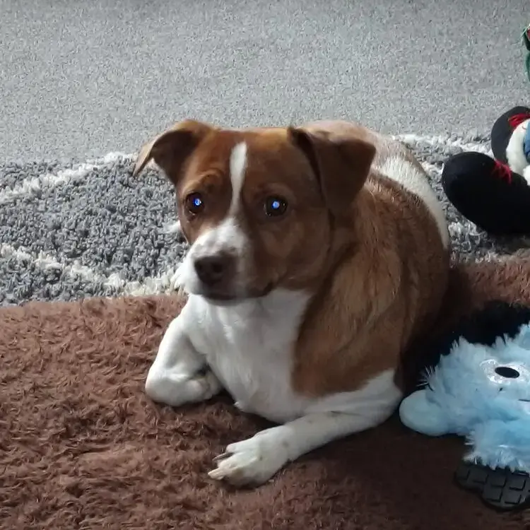 Jack Russell Terrier