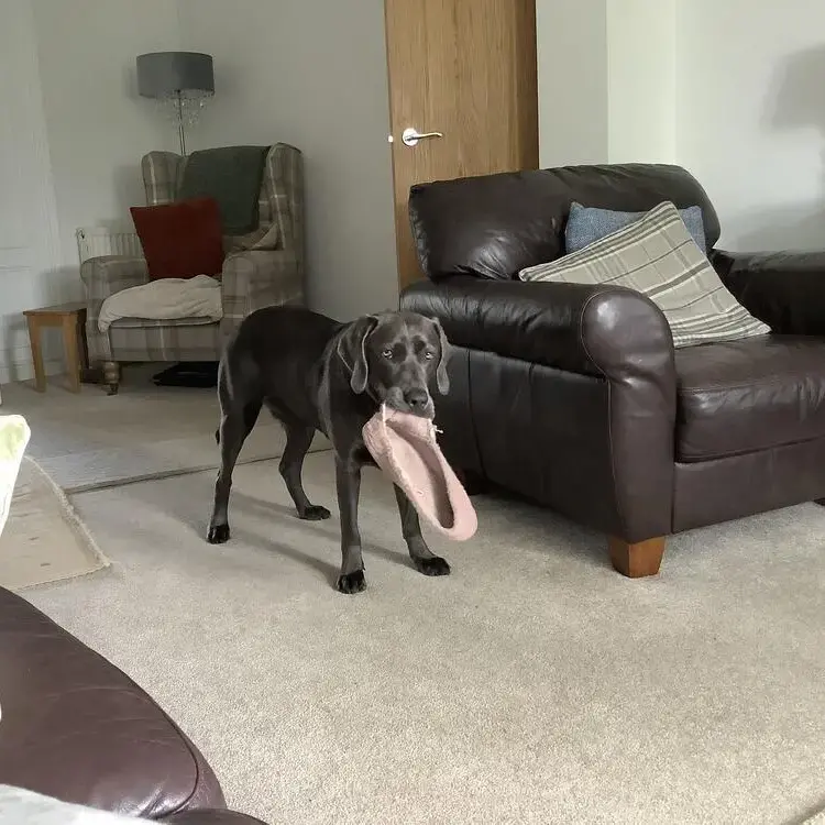 Labrador Retriever