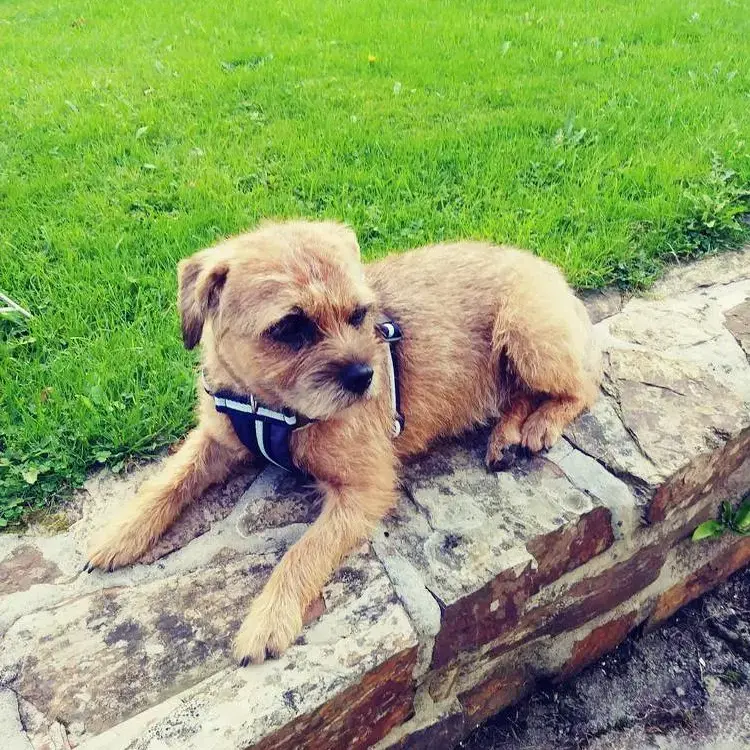 Border Terrier