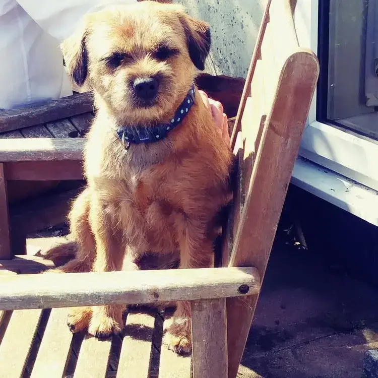 Border Terrier