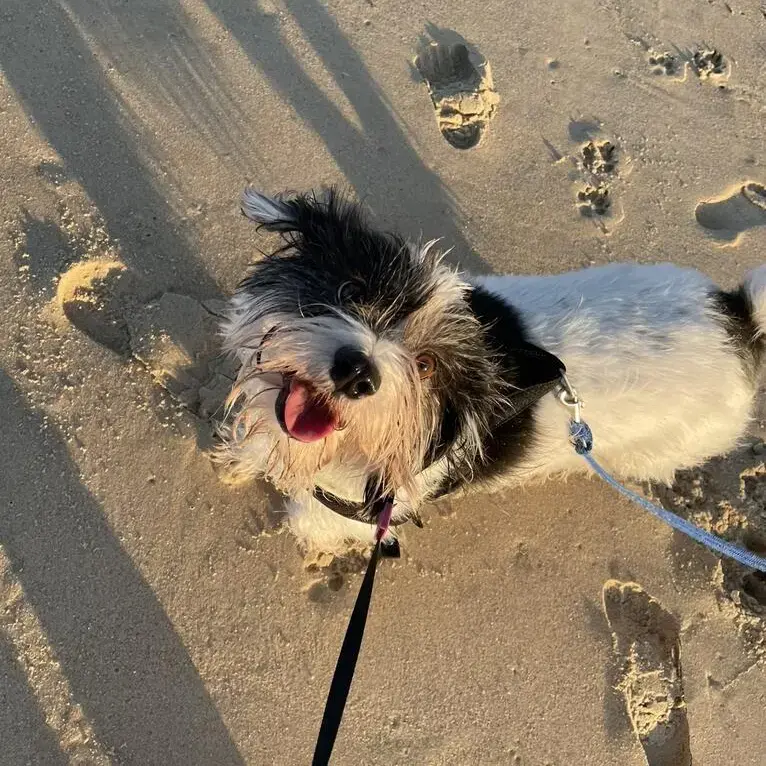 Tibetan Spaniel