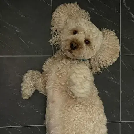 Cocker Spaniel (English)