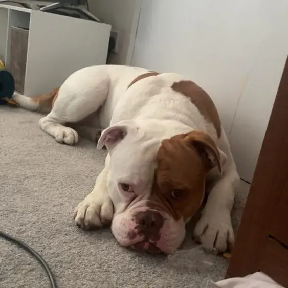 American Bulldog 