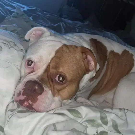 American Bulldog 