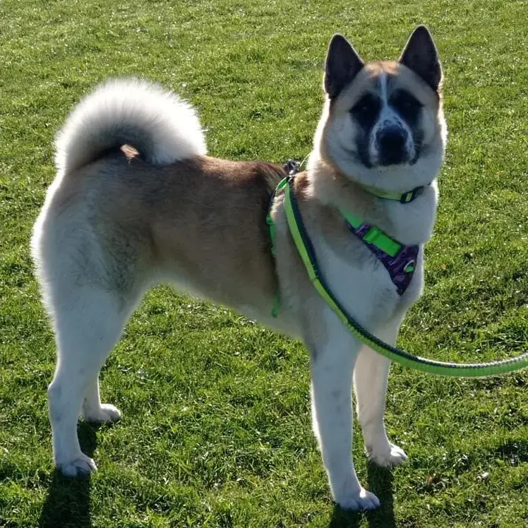 Japanese Akita