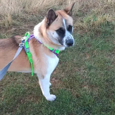 Japanese Akita