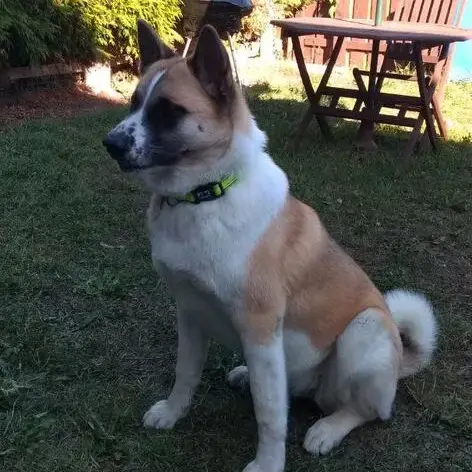 Japanese Akita