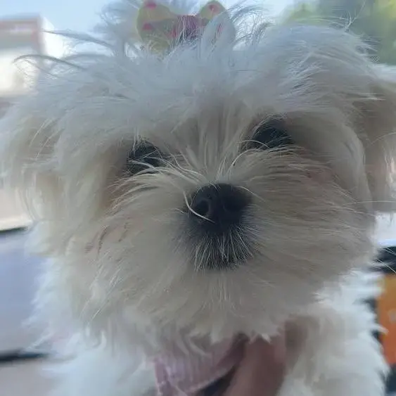 Maltese