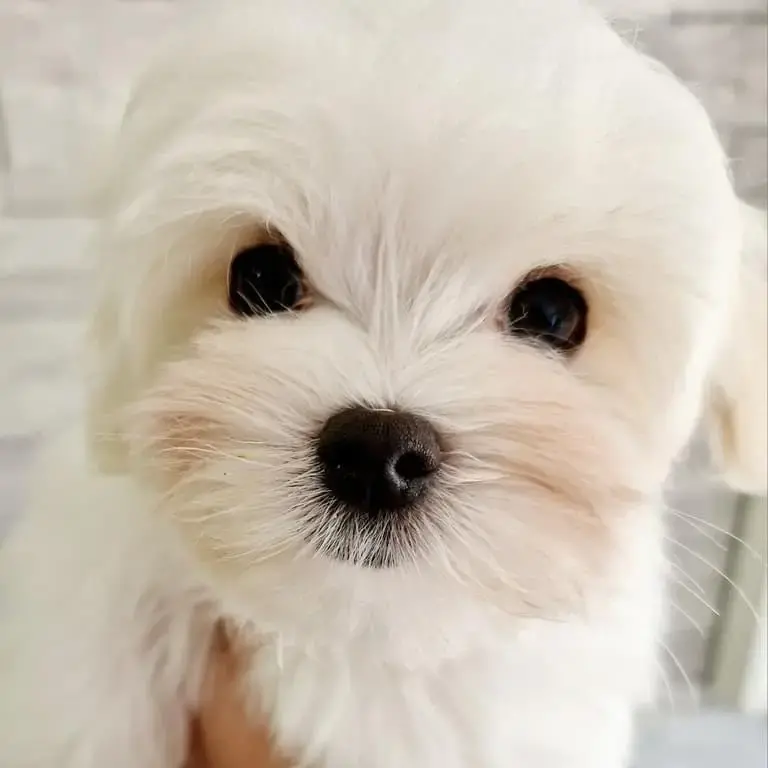 Maltese