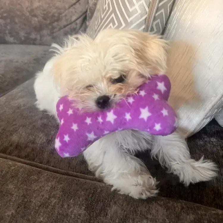 Maltese