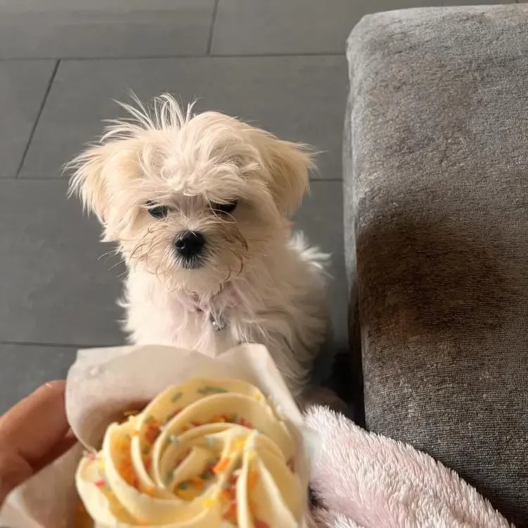 Maltese