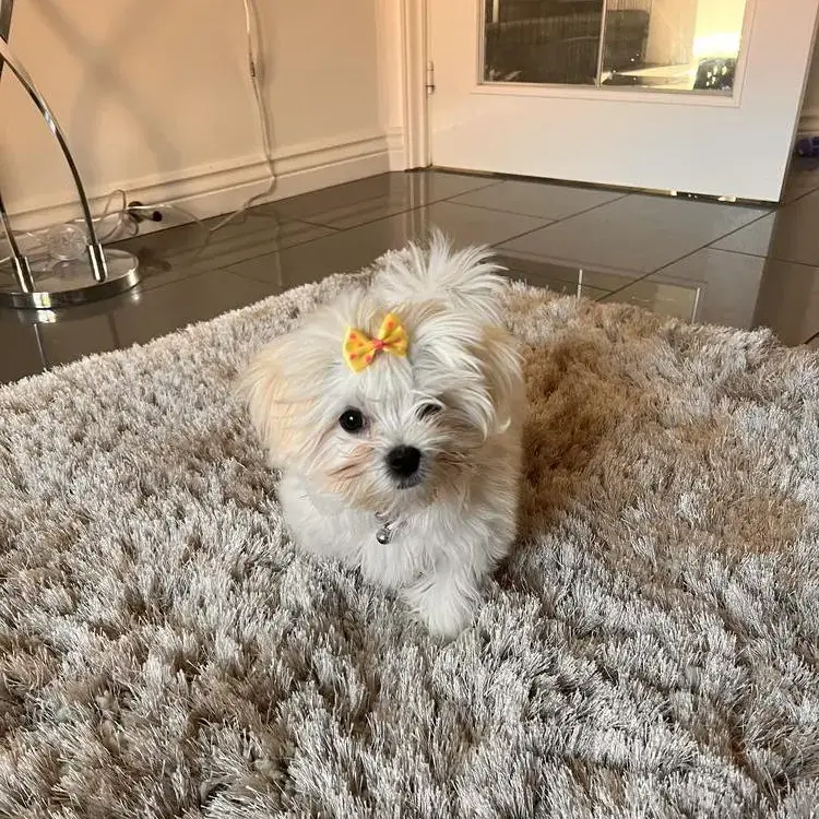Maltese