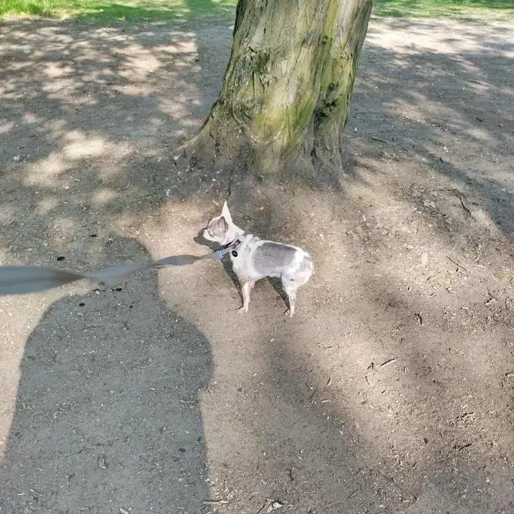 Chihuahua (Smooth Coat)